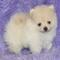 Cachorro de Pomerania listo para un nuevo hogar? - Foto 1