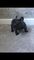 Cachorros Bulldog Frances Negro/Vaquita - Foto 1