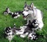 Cachorros de husky siberiano