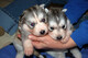 Cachorros de husky siberiano bien entrenados - Foto 1