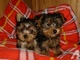 Cachorros de yorkshire terrier gratis