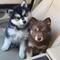 Cachorros pomsky - Foto 1