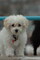 Cachorross de toy poodles para la venta - Foto 1