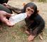 Chimpancés bebés, monos bebés y Lemur para la venta - Foto 1