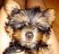 Gran oferta cachorros de yorkshire terrier, para adopcion