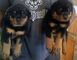 Hermosos cachorros de rottweiler chunky