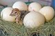 Huevos de avestruz frescos y fértiles, huevos de emú y huevos de