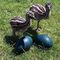 Huevos de emú, huevos de avestruz,Nandu loros y loros - Foto 1