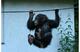 Lemur,gorillas,Chimpanzee and other Monkey babies for sale - Foto 1