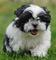 Lindo kc. cachorros shih tzu reg - Foto 1