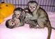 Lindos bebés y chimpancés