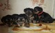 Lindos cachorros yorkie macho y hembra para adopción