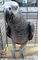 Loro gris africano - Foto 1