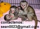 Mono ardilla, tití, mono capuchino