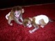 Monos adorables para la venta