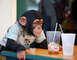 #monos hermosos para la venta - Foto 1