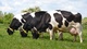 Novillas de embarazo, terneros, vaca ayrshire,vaca suiza marrón,