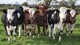 Novillas de embarazo, Terneros, Vaca ayrshire,Vaca suiza marrón, - Foto 2