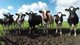 $#Novillas, terneros, ganado lechero y otras razas de ganado - Foto 2