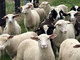 Ovejas vivas, corderos vivos, y cabras vivas, y ganado (novillos - Foto 1