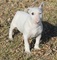 Regalo bull terrier cachorros disponibles ahora! ccc - Foto 1