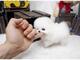 Regalo cachorro de pomerania inestimable blanco para la adopció