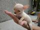 Regalo Cachorros Chihuahua Miniaratura - Foto 1