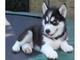 Regalo husky siberiano para adopcion