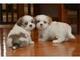 Regalo macho y hembra shih tzu cachorros