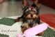 Regalo machos y hembras cachorros de yorkie para adopcion