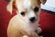 REGALO Navidad Chihuahua Para Adopcion - Foto 1