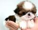 Regalo ¡tu shih tzu, tu mejor oportunidad!
