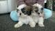 Shih Tzu cachorros para su adopción - Foto 1