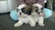 Shih tzu cachorros para su adopción