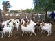 Suppliers of healthy boer and kalahari goat