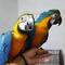 Tica registrado blue and gold macaw loros