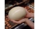 Trama del loro huevos para la venta gracias - Foto 1