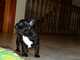 Último cachorrito Bulldog frances - Foto 4