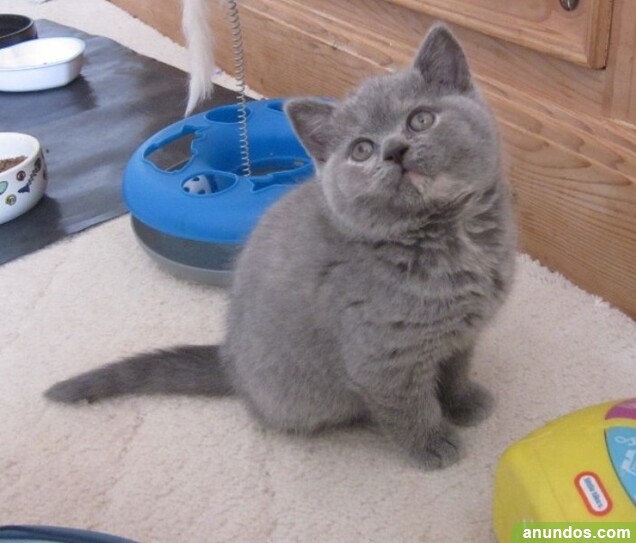 Gatos británicos de pelo corto para adopción - Bigues i Riells