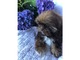 AKC Shih tzu - Foto 1