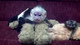 Bebés chimpancés, bebés mono y lémur a la venta
