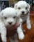 Bichon maltes cachorros disponibles espectaculares - Foto 1