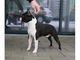 Boston terrier cachorros - Foto 1