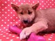 Cachorro shiba inu macho aquanatura