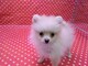 Cachorro Spitz Pomerania hembra Aquanatura - Foto 1