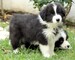 Cachorros de border collie pedigree - Foto 1