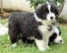 Cachorros de border collie pedigree