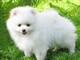 Cachorros de pomerania tea cup mini