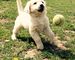 Cachorros de pura raza golden retriever