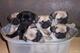 Cachorros puros de pug con pedigree disponible - Foto 2